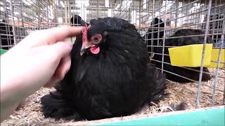 SHOW Merelbeke Beautiful Chickens [upl. by Anaujik]