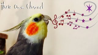 Cockatiels Singing Ninfas Cantando  Cockatiel Chantant Calopsitas Cantando TheirOwnChannel [upl. by Nnaeiluj710]