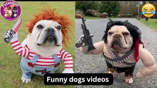 Hilarious Dog Fails That Will Make You Laugh Out Loud Dogs Being Goofy The Funniest Moments 😂🤣 [upl. by Avah]