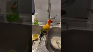 Quack Quack Conure birds conure parrot aratinga cutebird shorts trend shower lovebirds [upl. by Ammann]