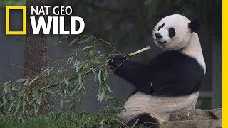 Giant Pandas 101  Nat Geo Wild [upl. by Arotal]