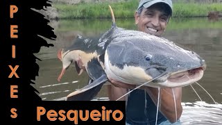 Pesqueiro de Sucesso Vamos Falar de Peixes Tilápias Tambas Pirararas [upl. by Geralda]