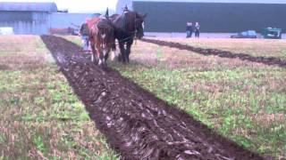 Clydesdale Horse Ploughing Scotland [upl. by Arehsat]