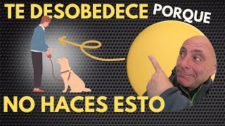 3 COSAS que has de HACER PARA que tu PERRO te HAGA CASO Fácil [upl. by Nyrrad]