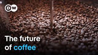 How climate change threatens coffee production  DW Documentary [upl. by Atel]