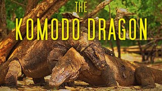 Last Link to the Dinosaurs THE KOMODO DRAGON 4K [upl. by Latsirhc]