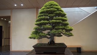 JAPAN  BONSAÏ  OMIYA Musée et Pépinières [upl. by Sclar]