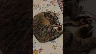 A sleeping cat sleeping cat [upl. by Helbona]