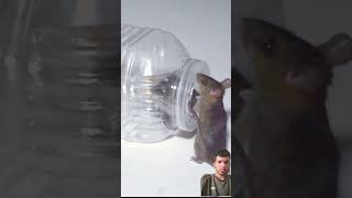 mouse rattrap mousetrap rat easytrap animals bucketmousetrap cute [upl. by Garvy]