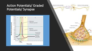 Action Potentials and Graded Potentials [upl. by Caryl]