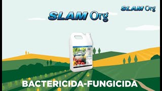 SLAM ORG El Bactericida y Fungicida Orgánico de ExcelAg que Protege tus Cultivos [upl. by Alamac]