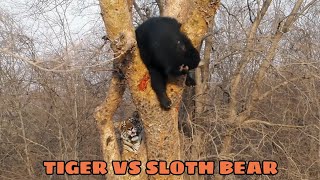 TIGER VS SLOTH BEAR  Tiger Attacking A Sloth Bear On Tree [upl. by Aliban]