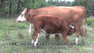 Heifers for sale [upl. by Binette]