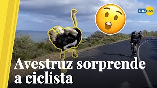 Épica carrera entre ciclista y un avestruz [upl. by Wiskind]