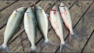 Great Ocean Road Lorne Pier lots of Salmon on lure [upl. by Amehsat808]