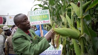 Drought resistant maize variety rolled out [upl. by Gabrielli801]