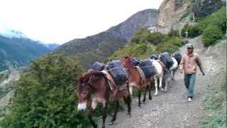 Annapurna Trekking  Donkey Traffic [upl. by Kenwrick586]