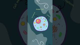 Plant cell and animal structures different between plant and animals celldiagram animal cell ytsh [upl. by Carlos]