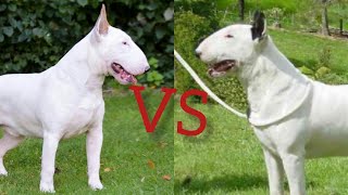 bull terrier vs gull terr dono mein konsa aapke liye best dog hai [upl. by Eedyah]