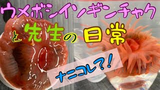 変わった生き物ウメボシイソギンチャクの1日【飼育】 [upl. by Neelrad]