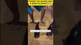 shorts short peixe fish bagres catfish viralvideo viralvideo pescador pesca youtubeshorts [upl. by Nnylyma897]