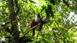 Three Wattled Bellbirds March 2016 [upl. by Constantin]