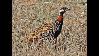 Black Francolin  Francolinus francolinus  Φραγκολίνα  Cyprus [upl. by Svend]