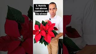 5 consejos para cuidar la planta de navidad o poinsettia consultordigitaljardineria [upl. by Shela340]