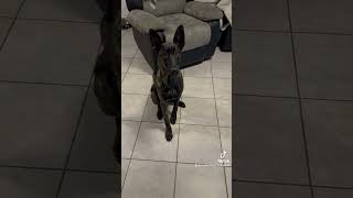 bergerhollandais bergerallemand pets bergermalinois germanshepherd chiens doglover malinois [upl. by Yancey825]