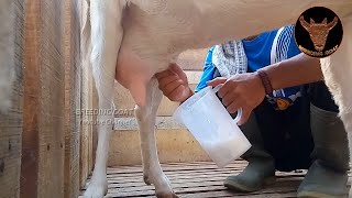 Techniques or how to take goats milk manually  Saanen Goat Top Quality milk Production [upl. by Leribag]