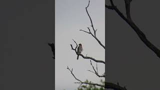 Coopers Hawk [upl. by Fidel316]