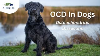 Osteochondritis Dissecans OCD In Dogs [upl. by Gainor]