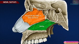 Nasal Septum Anatomy Animation 👃👃👃 [upl. by Winton]