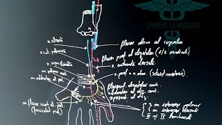 Nervul Ulnar [upl. by Tema]