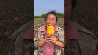 How to cultivate pineapple [upl. by Velasco]