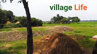 village Life natural view kalishima brahmanbaria nature village [upl. by Talbot368]