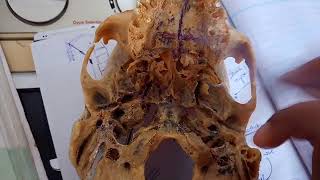 CONTENTS of pterygopalatine fossa PTERYGOPALATINE GANGLION simple explanation part 3 [upl. by Llebyram]