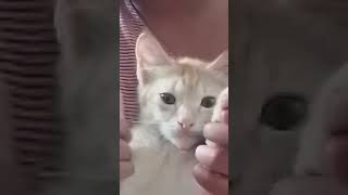 SI JOJO UDH BIKIN TRENDNY NIH 😸😺brunomars aptrosébrunoaptmusicvideoroéfypシ゚catfunny [upl. by Aiza]