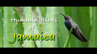 Hummingbirds of JAMAICA  Sony A6000  55210mm [upl. by Eirehc]