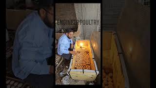 Home made incubator incubator eggs chick homemade engineerpoultry tray juggad poultry farm [upl. by Bain546]