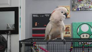 Heavy Metal Cockatoo Dancing Headbanging  Funny Cockatoo [upl. by Alisha]