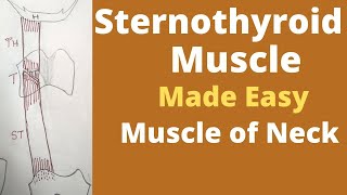 Sternothyroid muscle  Infrahyoid muscles sternothyroid origin and insertion  Ansa cervicalis [upl. by Samled374]