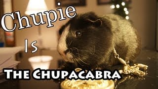 Guinea Pig Rap [upl. by Aire]