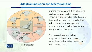 Adaptive Radiation amp Macro evolution  Biodiversity amp EvolutionII  BT201Topic187 [upl. by Alfred]