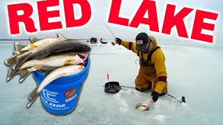 RED LAKE Ice Fishing IS ON FIRE Catch amp Cook Limits [upl. by Dougal31]