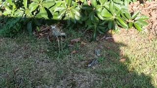 YOWIE GETS STONED CURLEW [upl. by Esau]