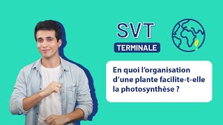 SVT Terminale  En quoi lorganisation dune plante facilitetelle la photosynthèse [upl. by Ahtaga]