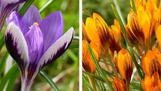 How to Plant LargeFlowering Crocus Spring Garden Guide [upl. by Amaral172]