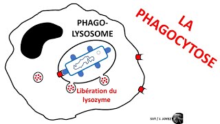 Immunité innée phagocytose et cellule présentatrice dantigène [upl. by Tengdin]