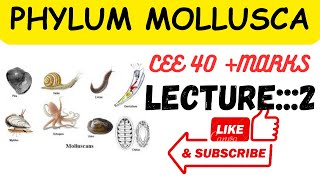 Phylum mollusca lecture2 ceee zoology all lectures [upl. by Solange215]